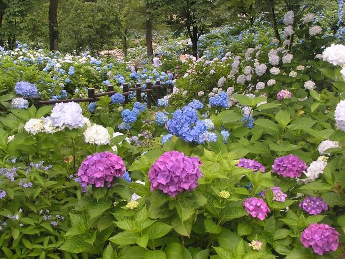 🌼 야마토 중앙공원 창포원 (야마토추오코엔 하나쇼부엔) 이미지 4